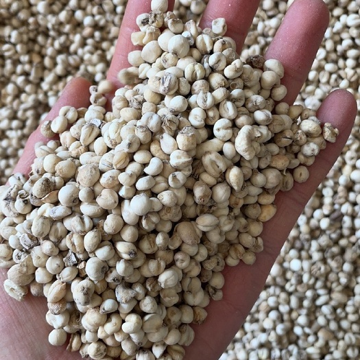 昆明贝母0.2到0.3平贝贝母浙贝贝母500克