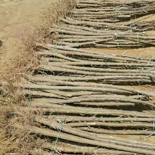 民勤县沙枣树，大果，小果都有