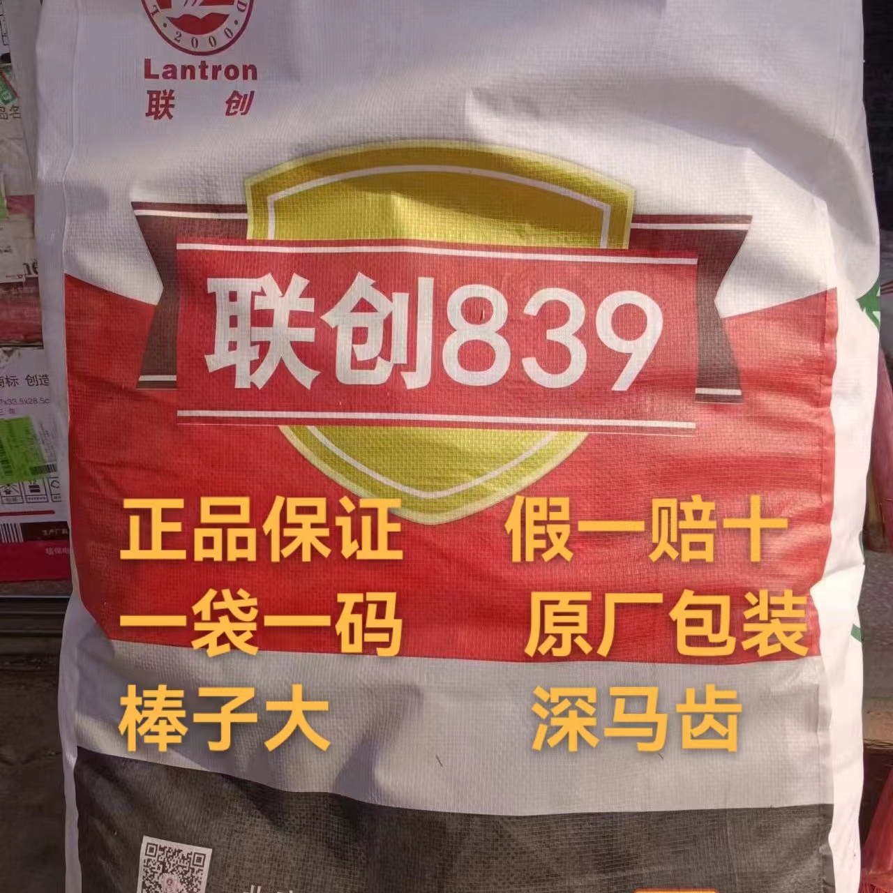 郑州联创839超大穗不花粒，抗病强，优质玉米种子