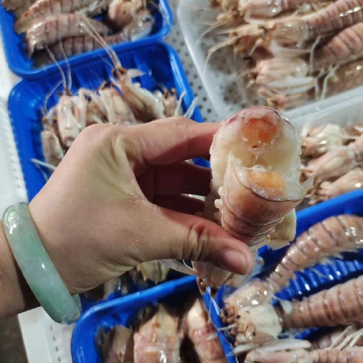 北海皮皮虾，活煮皮皮虾，糕虾，一手货源，全年供应，量大从优