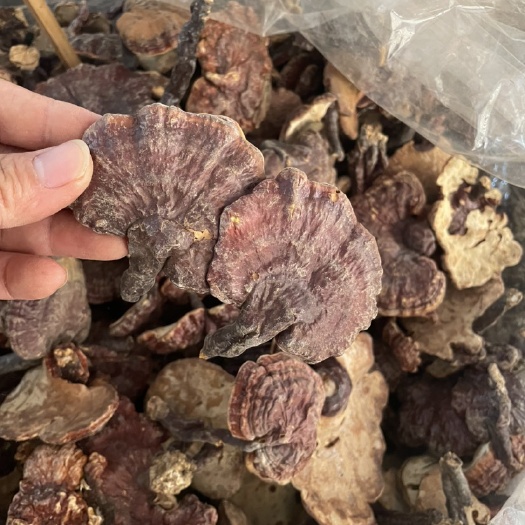 玉林赤灵芝红灵芝苦深山货一手货源苦的