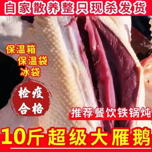 松原雁鹅东北松花江水域雁鹅农家散养现杀冷冻整只雁鹅肉非白鹅
