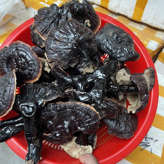玉林西藏波密白心白肉灵芝不苦、白肉灵芝、白心灵芝一手货源