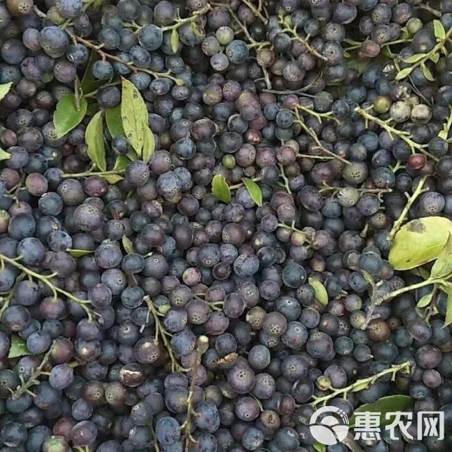 野生新鲜乌饭子,乌饭果,南烛子，现摘现发，野生蓝莓