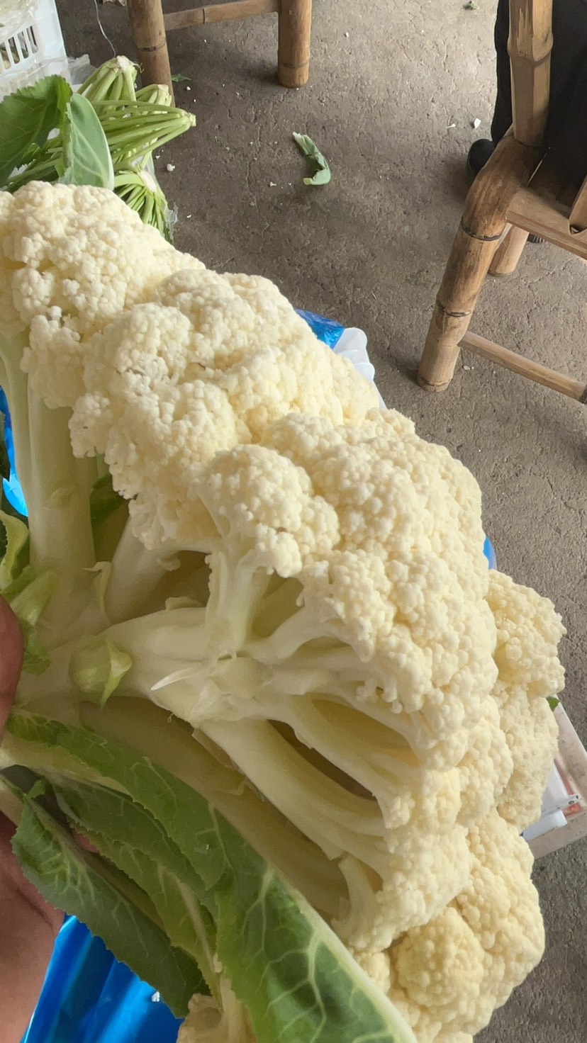 散花菜，白花菜