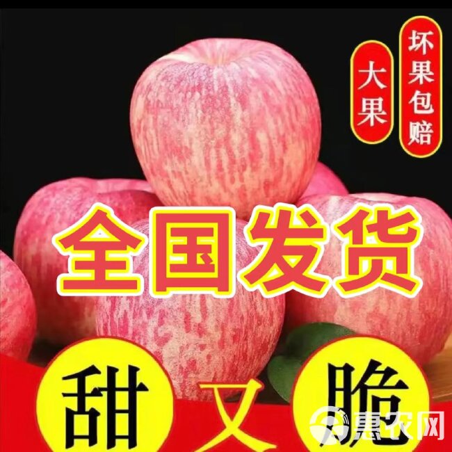 【全国发货】精品红富士苹果/现货冷库批发大量供应价格便宜