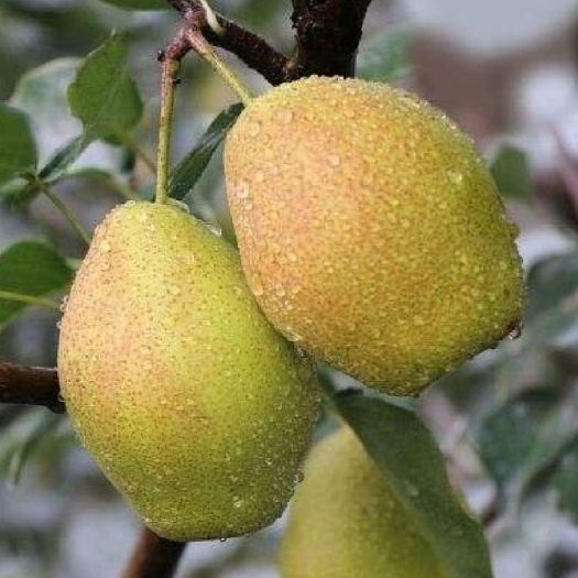 新梨7号梨树苗，1年苗，2年苗，3年苗，苗圃现挖现发保证品种
