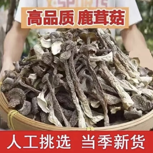 广州鹿茸菇食用美味挑选精选干货脆脆菇鹿茸菌新鲜干货菌香菇蘑菇批发