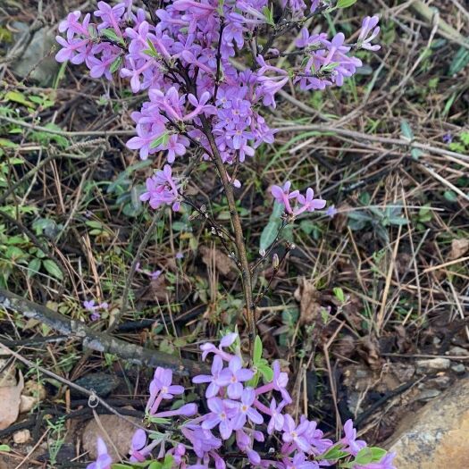 阳新县阳新县产优质中药材芫花苗鲜花适合多种用途药材批发零售商