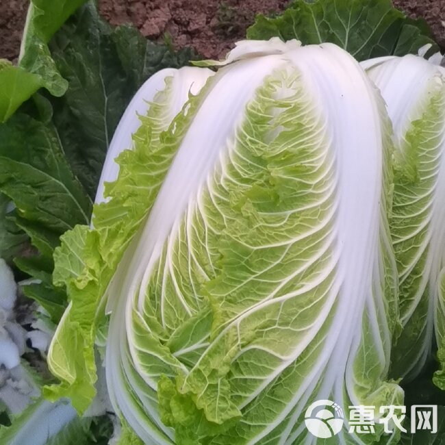 专做精品大白菜