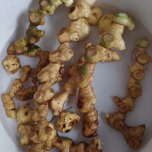 阳新县新鲜黄精老虎姜黄精,鸡头黄精,滋补品煲汤煲茶泡酒,山上挖