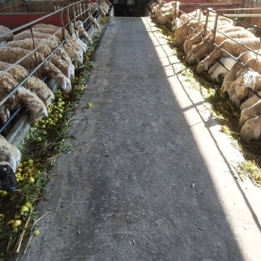 武平县喂多种草的湖羊，肉质量好
