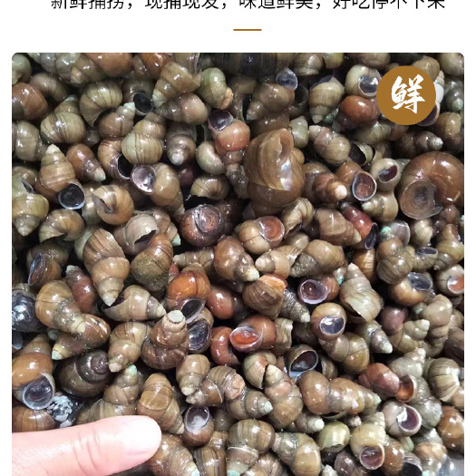 宿迁清皮石螺