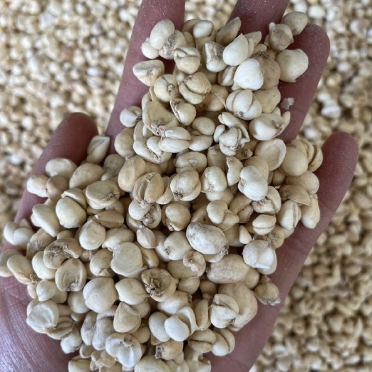 昆明浙贝母苦贝母0.4到0.5贝母500克