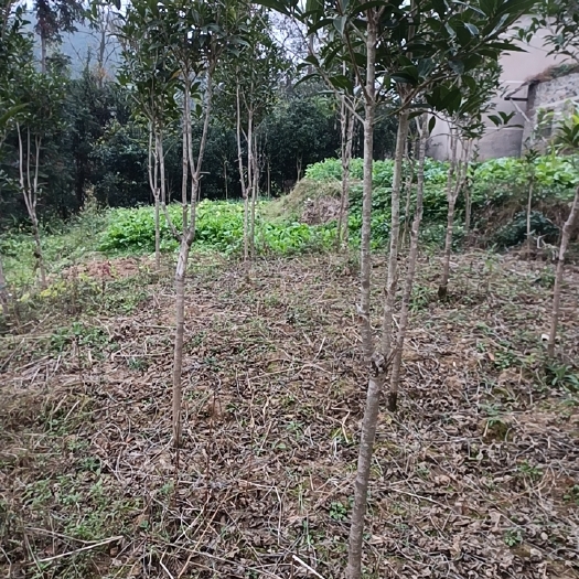 福泉市桂花树