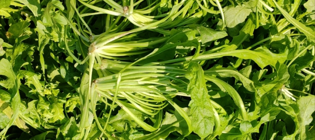 虞城县荠荠菜/野菜/新鲜荠菜/鲜鲜荠荠菜