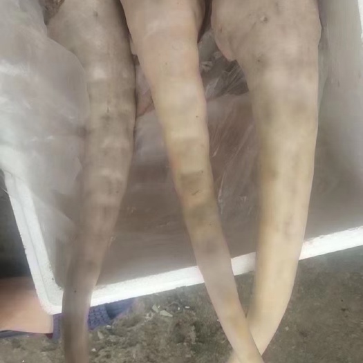 郑州牛尾，带皮不带皮都有，源头厂家直供，全国冷链物流发货！！！！