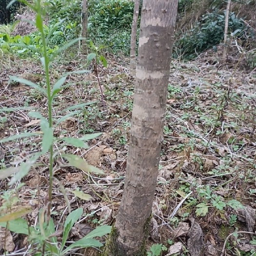 福泉市桂花树