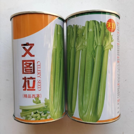 沭阳县文图拉西芹芹菜种子籽美芹和法芹杂交型芹菜种孑南方四季