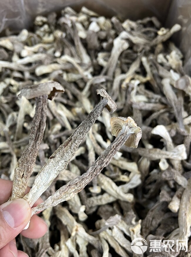 鹿茸菇食用美味挑选精选干货脆脆菇鹿茸菌新鲜干货菌香菇蘑菇批发