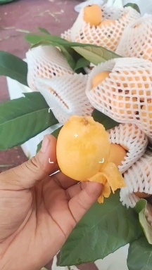 蒙自市枇杷大量供应