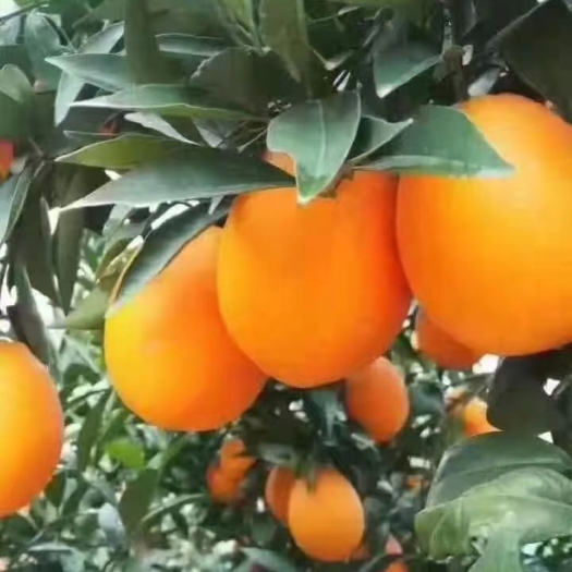 宜昌纽荷尔