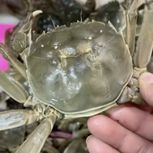 无锡批发大闸蟹各种规格