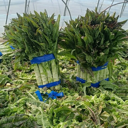 柳州红叶莴笋批发价