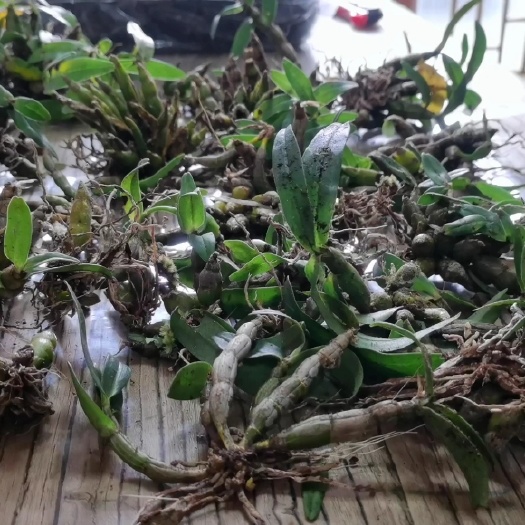 南宁虎牙石斛，统货