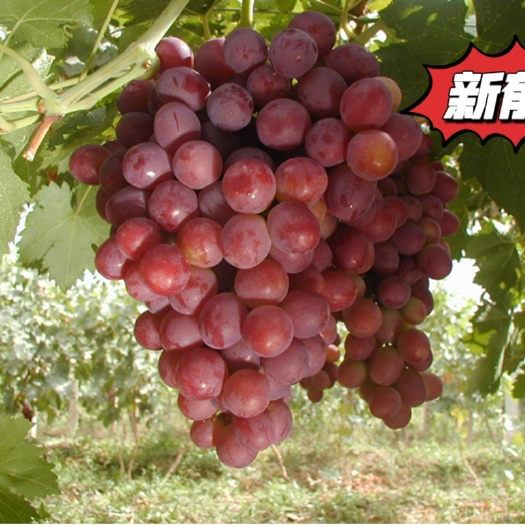 兴城市新郁葡萄嫁接苗 贝达砧木 包纯度 南北方均可种植