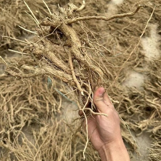 枸杞头 枸杞根 枸杞菜根 今年新货 长期有货