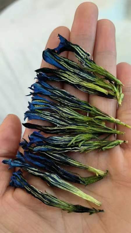 成都龙胆花