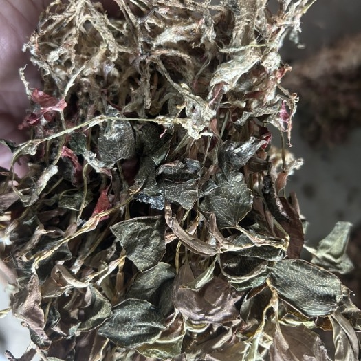南靖县金线莲整株干品