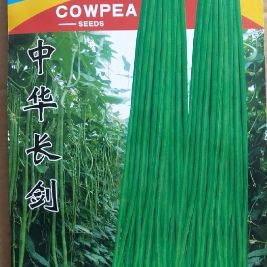 聊城正品中华长剑豆角耐热耐湿条长颜色深绿不鼓豆早熟肉厚优品豆角基
