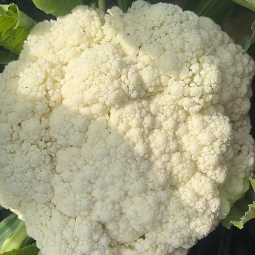 绵阳散花菜