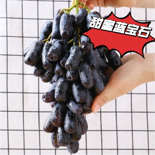 兴城市甜蜜蓝宝石嫁接苗 贝达砧木 南北方均可种植 月光之泪