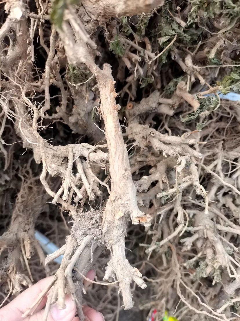 枸杞头 枸杞根 枸杞菜根 今年新货 长期有货