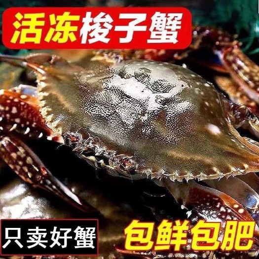 梭子蟹 冷冻母蟹海螃蟹飞蟹3/6两母蟹海鲜鲜水产