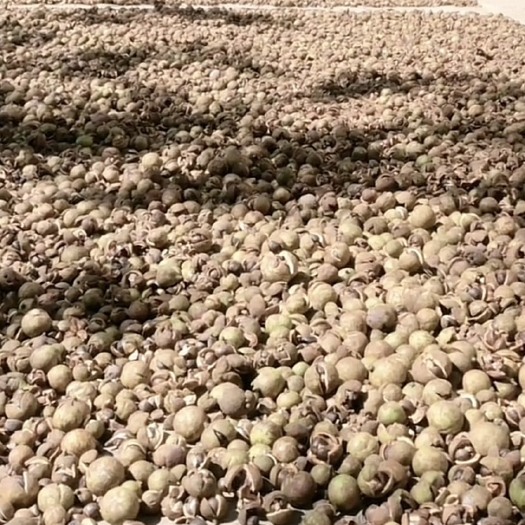 宁明县山茶油