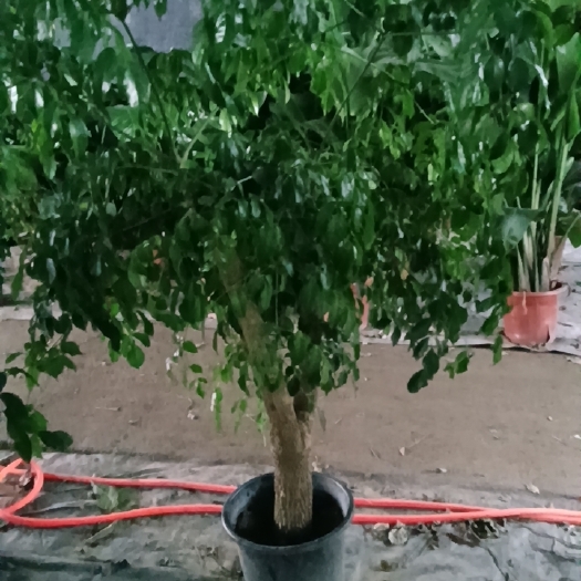 成都基地发货-幸福树