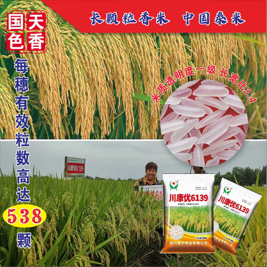 成都水稻种子中国泰米亩产可达2000斤大穗川康优6139