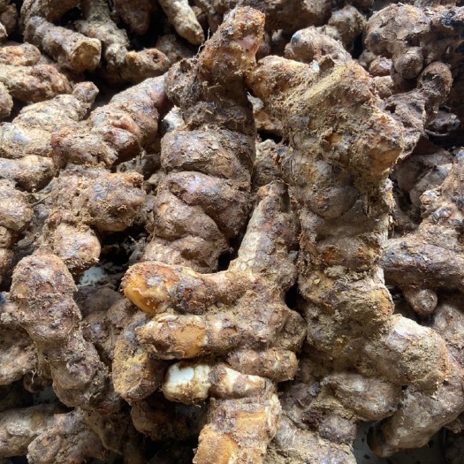 江门正式～本地 白肉 粉质土茯苓，新鲜看得见