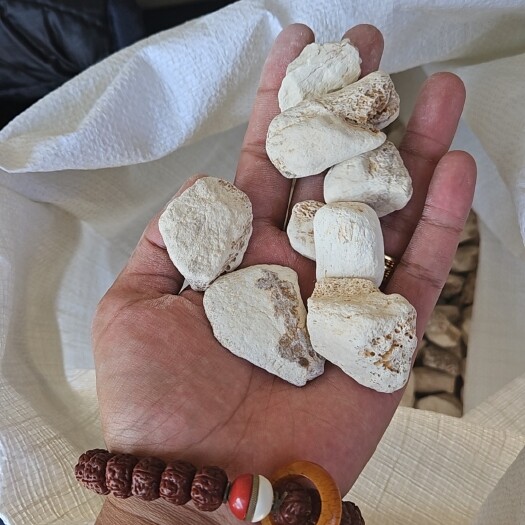 亳州龙骨