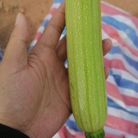 牟定县西葫芦（三叶瓜）
