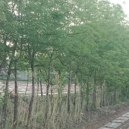 小叶白蜡木，胸径18～38，不是苗圃育苗，自家果园里种的。