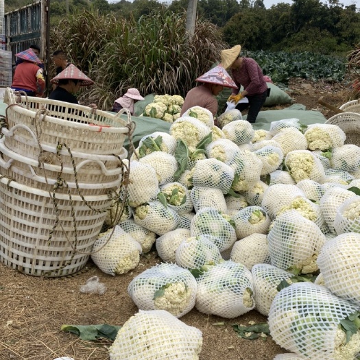 漳浦县松花，白花菜