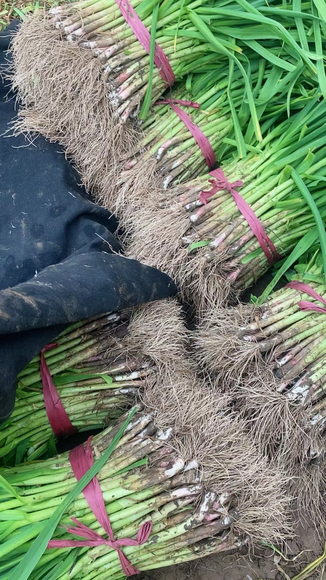 紅根蒜苗基地直發(fā) 現(xiàn)挖現(xiàn)發(fā)品質(zhì)有保證 可視頻可線(xiàn)下看貨