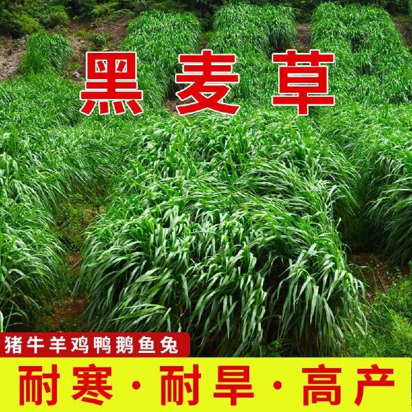 小粒黑麦草种子秋冬多年生草籽耐寒牧草猪牛羊鸡鸭鹅鱼草批发