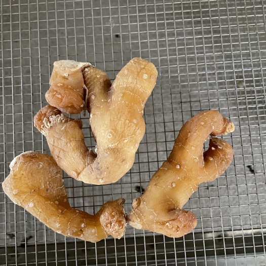 德阳黄精