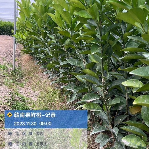 兴国县赣州发货的赣南脐橙树苗纽荷尔